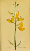 An illustration from Observations on the action of the broom-seed in dropsical affections / by Richard Pearson. (1835)