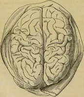 An illustration from Remarks on Dr. Elliotson's strictures on Spurzheim / by Henry Haley Holm. (1838)