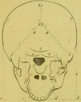 An illustration from Lettre de Charles Villers à Georges Cuvier, de l'Institut national de France, sur une nouvelle théorie du cerveau, par le docteur Gall : ce viscère étant considéré comme l'organe immédiat des facultés morales. (1802)