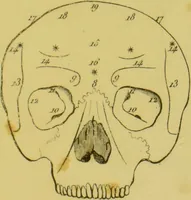 Picture 2 of 4 from Lettre de Charles Villers à Georges Cuvier, de l'Institut national de France, sur une nouvelle théorie du cerveau, par le docteur Gall : ce viscère étant considéré comme l'organe immédiat des facultés morales. (1802), leaf 85
