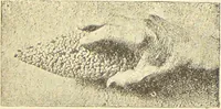 An illustration from La migration des symboles / [Eugène Félicien Albert Goblet d'Alviella]. (1891)