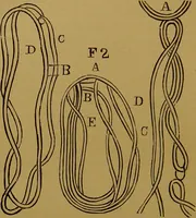An illustration from Hocus pocus, or, The whole art of legerdemain in perfection : by which the meanest capacity may perform the whole art without a teacher together with the use of all the instruments belonging thereto to which is now added, abundance of new and rare inventions, the like never before in print, but much desired by many / written by Henry Dean. (1886)