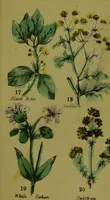 Picture 4 of 31 from Y llysieulyfr teuluaidd : yn dangos rhinwedd meddygol llysian, etc. ... / gan yr enwog Nicholas Culpepper, a Dr. Parkins ; a'i gyfieithu i'r Gymraeg gan David Thomas Jones, Llanllyfni. (1862), leaf 11