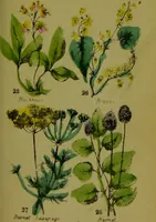 An illustration from Y llysieulyfr teuluaidd : yn dangos rhinwedd meddygol llysian, etc. ... / gan yr enwog Nicholas Culpepper, a Dr. Parkins ; a'i gyfieithu i'r Gymraeg gan David Thomas Jones, Llanllyfni. (1862)