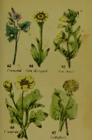 An illustration from Y llysieulyfr teuluaidd : yn dangos rhinwedd meddygol llysian, etc. ... / gan yr enwog Nicholas Culpepper, a Dr. Parkins ; a'i gyfieithu i'r Gymraeg gan David Thomas Jones, Llanllyfni. (1862)