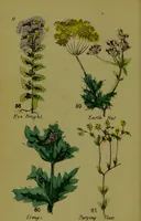 An illustration from Y llysieulyfr teuluaidd : yn dangos rhinwedd meddygol llysian, etc. ... / gan yr enwog Nicholas Culpepper, a Dr. Parkins ; a'i gyfieithu i'r Gymraeg gan David Thomas Jones, Llanllyfni. (1862)
