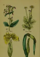 An illustration from Y llysieulyfr teuluaidd : yn dangos rhinwedd meddygol llysian, etc. ... / gan yr enwog Nicholas Culpepper, a Dr. Parkins ; a'i gyfieithu i'r Gymraeg gan David Thomas Jones, Llanllyfni. (1862)