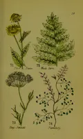 An illustration from Y llysieulyfr teuluaidd : yn dangos rhinwedd meddygol llysian, etc. ... / gan yr enwog Nicholas Culpepper, a Dr. Parkins ; a'i gyfieithu i'r Gymraeg gan David Thomas Jones, Llanllyfni. (1862)