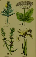 An illustration from Y llysieulyfr teuluaidd : yn dangos rhinwedd meddygol llysian, etc. ... / gan yr enwog Nicholas Culpepper, a Dr. Parkins ; a'i gyfieithu i'r Gymraeg gan David Thomas Jones, Llanllyfni. (1862)