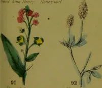 An illustration from Y llysieulyfr teuluaidd : yn dangos rhinwedd meddygol llysian, etc. ... / gan yr enwog Nicholas Culpepper, a Dr. Parkins ; a'i gyfieithu i'r Gymraeg gan David Thomas Jones, Llanllyfni. (1862)