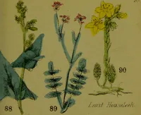 An illustration from Y llysieulyfr teuluaidd : yn dangos rhinwedd meddygol llysian, etc. ... / gan yr enwog Nicholas Culpepper, a Dr. Parkins ; a'i gyfieithu i'r Gymraeg gan David Thomas Jones, Llanllyfni. (1862)