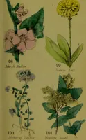 An illustration from Y llysieulyfr teuluaidd : yn dangos rhinwedd meddygol llysian, etc. ... / gan yr enwog Nicholas Culpepper, a Dr. Parkins ; a'i gyfieithu i'r Gymraeg gan David Thomas Jones, Llanllyfni. (1862)