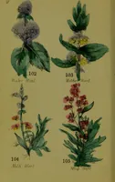 An illustration from Y llysieulyfr teuluaidd : yn dangos rhinwedd meddygol llysian, etc. ... / gan yr enwog Nicholas Culpepper, a Dr. Parkins ; a'i gyfieithu i'r Gymraeg gan David Thomas Jones, Llanllyfni. (1862)