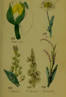 An illustration from Y llysieulyfr teuluaidd : yn dangos rhinwedd meddygol llysian, etc. ... / gan yr enwog Nicholas Culpepper, a Dr. Parkins ; a'i gyfieithu i'r Gymraeg gan David Thomas Jones, Llanllyfni. (1862)