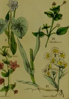 An illustration from Y llysieulyfr teuluaidd : yn dangos rhinwedd meddygol llysian, etc. ... / gan yr enwog Nicholas Culpepper, a Dr. Parkins ; a'i gyfieithu i'r Gymraeg gan David Thomas Jones, Llanllyfni. (1862)