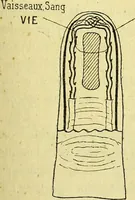 Picture 21 of 107 from Traité méthodique de science occulte / par Papus ; lettre-préface de Ad. Franck. (1891), leaf 233