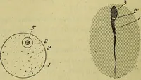 An illustration from Traité méthodique de science occulte / par Papus ; lettre-préface de Ad. Franck. (1891)
