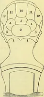 Picture 2 of 22 from Outlines of phrenology / by the late J.G. Spurzheim. (1844), leaf 1
