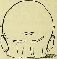 Picture 7 of 22 from Outlines of phrenology / by the late J.G. Spurzheim. (1844), leaf 10