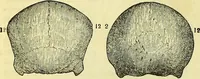 Picture 9 of 22 from Outlines of phrenology / by the late J.G. Spurzheim. (1844), leaf 12