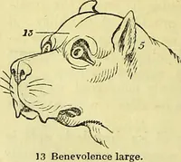 An illustration from Outlines of phrenology / by the late J.G. Spurzheim. (1844)