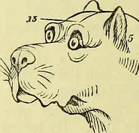 An illustration from Outlines of phrenology / by the late J.G. Spurzheim. (1844)