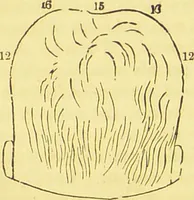 An illustration from The constitution of man considered in relation to external objects / by George Combe. (1860)