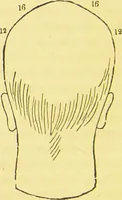 An illustration from The constitution of man considered in relation to external objects / by George Combe. (1860)