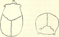 Picture 2 of 143 from Crania americana or, A comparative view of the skulls of various aboriginal nations of North and South America : to which is prefixed an essay on the varities of the human species / by Samuel George Morton. (1839), leaf 128