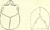 Picture 3 of 143 from Crania americana or, A comparative view of the skulls of various aboriginal nations of North and South America : to which is prefixed an essay on the varities of the human species / by Samuel George Morton. (1839), leaf 129