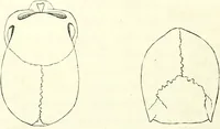 Picture 5 of 143 from Crania americana or, A comparative view of the skulls of various aboriginal nations of North and South America : to which is prefixed an essay on the varities of the human species / by Samuel George Morton. (1839), leaf 132