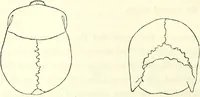 Picture 6 of 143 from Crania americana or, A comparative view of the skulls of various aboriginal nations of North and South America : to which is prefixed an essay on the varities of the human species / by Samuel George Morton. (1839), leaf 134