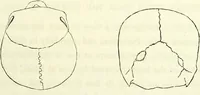 Picture 7 of 143 from Crania americana or, A comparative view of the skulls of various aboriginal nations of North and South America : to which is prefixed an essay on the varities of the human species / by Samuel George Morton. (1839), leaf 147