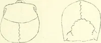 Picture 8 of 143 from Crania americana or, A comparative view of the skulls of various aboriginal nations of North and South America : to which is prefixed an essay on the varities of the human species / by Samuel George Morton. (1839), leaf 149