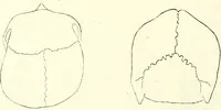Picture 9 of 143 from Crania americana or, A comparative view of the skulls of various aboriginal nations of North and South America : to which is prefixed an essay on the varities of the human species / by Samuel George Morton. (1839), leaf 150