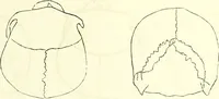 Picture 10 of 143 from Crania americana or, A comparative view of the skulls of various aboriginal nations of North and South America : to which is prefixed an essay on the varities of the human species / by Samuel George Morton. (1839), leaf 151