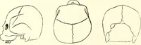Picture 11 of 143 from Crania americana or, A comparative view of the skulls of various aboriginal nations of North and South America : to which is prefixed an essay on the varities of the human species / by Samuel George Morton. (1839), leaf 152