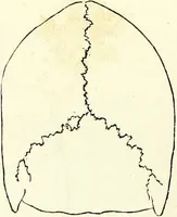 Picture 21 of 143 from Crania americana or, A comparative view of the skulls of various aboriginal nations of North and South America : to which is prefixed an essay on the varities of the human species / by Samuel George Morton. (1839), leaf 176