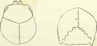 Picture 23 of 143 from Crania americana or, A comparative view of the skulls of various aboriginal nations of North and South America : to which is prefixed an essay on the varities of the human species / by Samuel George Morton. (1839), leaf 177