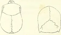 An illustration from Crania americana or, A comparative view of the skulls of various aboriginal nations of North and South America : to which is prefixed an essay on the varities of the human species / by Samuel George Morton. (1839)
