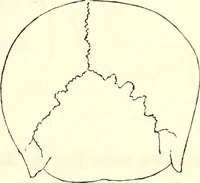 An illustration from Crania americana or, A comparative view of the skulls of various aboriginal nations of North and South America : to which is prefixed an essay on the varities of the human species / by Samuel George Morton. (1839)