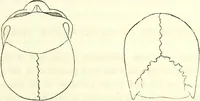 Picture 29 of 143 from Crania americana or, A comparative view of the skulls of various aboriginal nations of North and South America : to which is prefixed an essay on the varities of the human species / by Samuel George Morton. (1839), leaf 185
