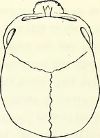 Picture 30 of 143 from Crania americana or, A comparative view of the skulls of various aboriginal nations of North and South America : to which is prefixed an essay on the varities of the human species / by Samuel George Morton. (1839), leaf 188
