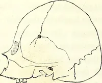 Picture 32 of 143 from Crania americana or, A comparative view of the skulls of various aboriginal nations of North and South America : to which is prefixed an essay on the varities of the human species / by Samuel George Morton. (1839), leaf 188