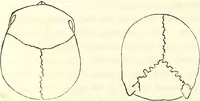 Picture 33 of 143 from Crania americana or, A comparative view of the skulls of various aboriginal nations of North and South America : to which is prefixed an essay on the varities of the human species / by Samuel George Morton. (1839), leaf 190