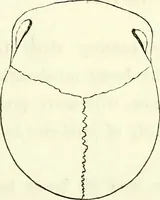 An illustration from Crania americana or, A comparative view of the skulls of various aboriginal nations of North and South America : to which is prefixed an essay on the varities of the human species / by Samuel George Morton. (1839)