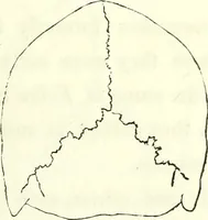 Picture 38 of 143 from Crania americana or, A comparative view of the skulls of various aboriginal nations of North and South America : to which is prefixed an essay on the varities of the human species / by Samuel George Morton. (1839), leaf 199