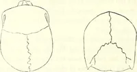 Picture 40 of 143 from Crania americana or, A comparative view of the skulls of various aboriginal nations of North and South America : to which is prefixed an essay on the varities of the human species / by Samuel George Morton. (1839), leaf 204