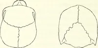 Picture 41 of 143 from Crania americana or, A comparative view of the skulls of various aboriginal nations of North and South America : to which is prefixed an essay on the varities of the human species / by Samuel George Morton. (1839), leaf 206