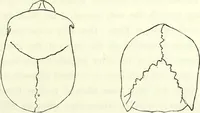 Picture 43 of 143 from Crania americana or, A comparative view of the skulls of various aboriginal nations of North and South America : to which is prefixed an essay on the varities of the human species / by Samuel George Morton. (1839), leaf 209